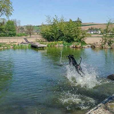 Hundeschwimmen im Naturteich