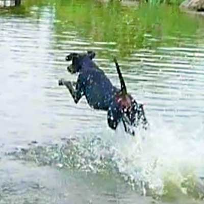 Hundeschwimmen im Naturteich