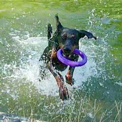 Hundeschwimmen im Naturteich