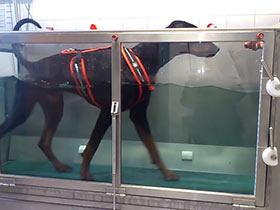 Hydrotherapie im Wasserlaufband für Hunde