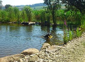 Hundeschwimmen im Naturteich