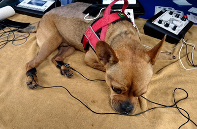 MET französisch Bulldogmix bei Mittelfrequenzelektrotherapie Bandscheiben-OP