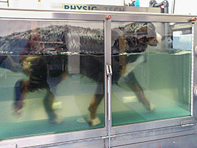 Hund im Unterwasserlaufband