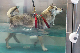 Hund im Unterwasserlaufband, gesichert durch eine Geschirr