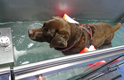 Fitnesstraining Blindenführhund im UWL mit Gegenstromanlage