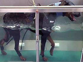 Dobermann beim Lauftraining im Unterwasserlaufband, kombiniert mit Elektrotherapie